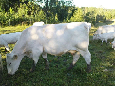 189 Fagerlid charolais