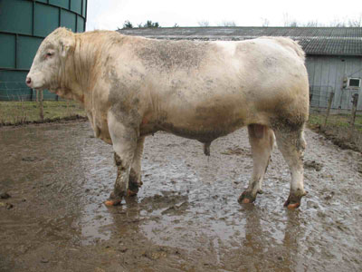 DUKE Fagerlid charolais