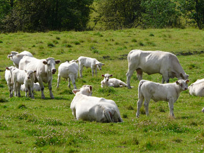 Fagerlid charolais