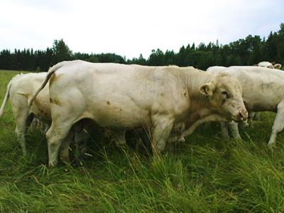 Duke  Fagerlid charolais