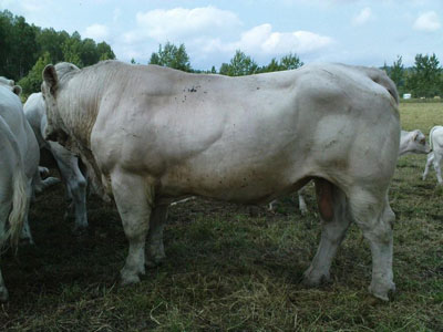 Cartwright -Fagerlid Charolais