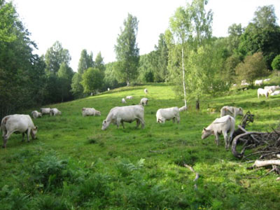 254 Valde -Fagerlid Charolais